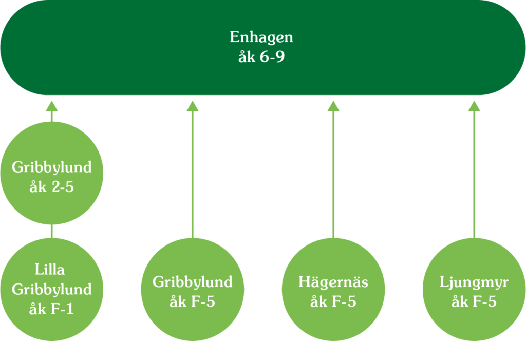 Infografik som beskriver resan från lågstadiet till högstadiet inom Täby Friskola